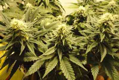 Caramelo > Delicious Seeds | Feminized Marijuana   |  Sativa